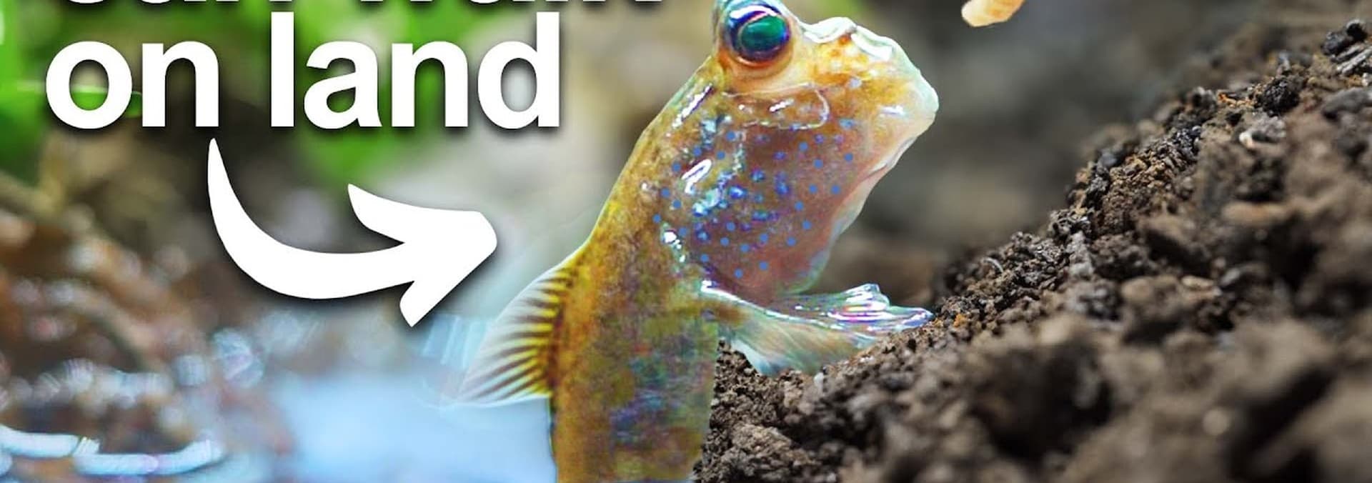 Watch Terra Green S03:E06 - I Got a Pet Walking Fish (Literally) - Free ...