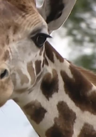S01:E08 - Episode 8 poster
