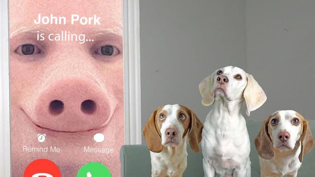 S01:E07 - Dogs, Halloween Fun, and Giant Snacks
