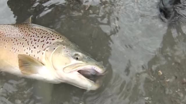 S01:É11 - S01:E11 - South Westland Trout and Venison