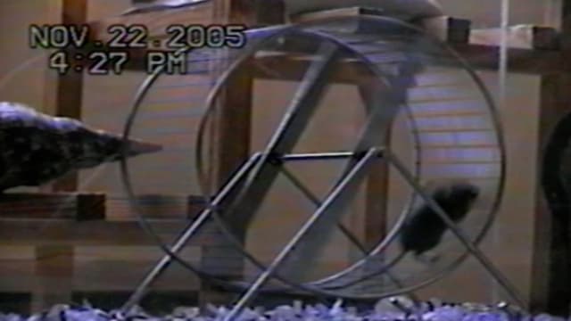 S01:É100 - S01:E100 - Different Uses For…