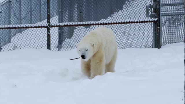 S02:E08 - Polar Bear Brace