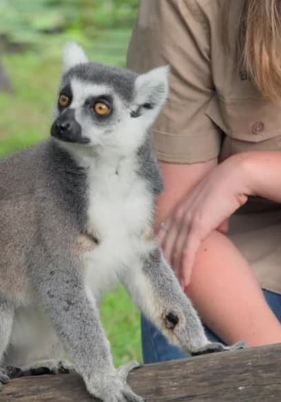 Affiche de S01:E05 - Bindi's Lemur Island