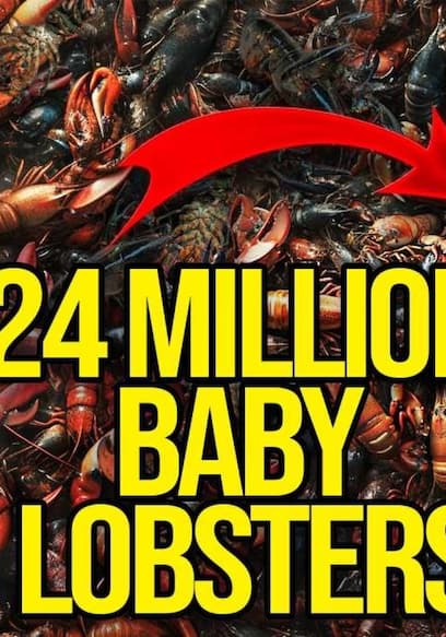 S01:E03 - I Accidentally Caught 12,000 Crabs (While Lobstering) poster