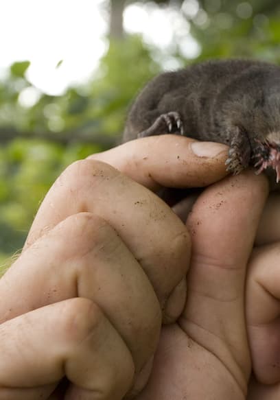 S01:E07 - Star-Nosed Mole poster