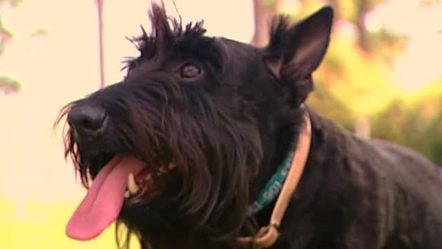 S06:E05 - Scottish Terrier