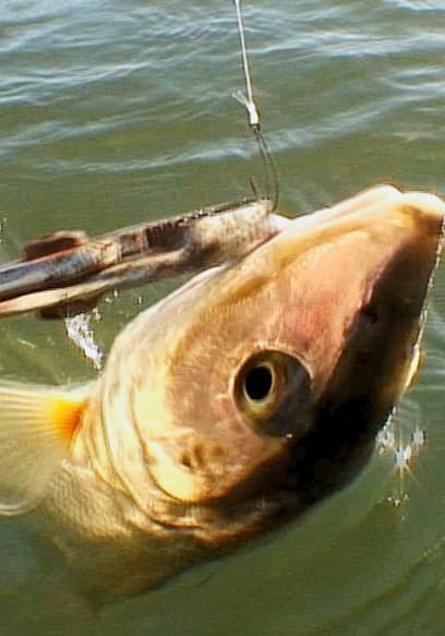 Watch Inside Sportfishing S03:E23 - Bonefish in the Bay: Part 2: San ...