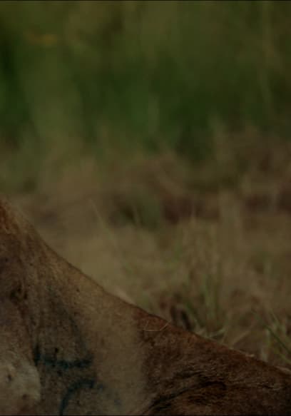 S01:E10 - Preserving a Predator poster