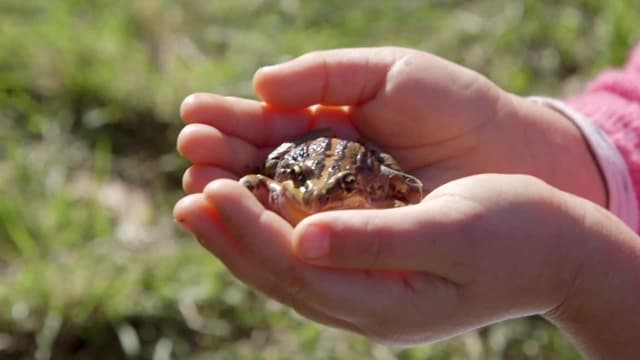 S48:E31 - Fido the Frog