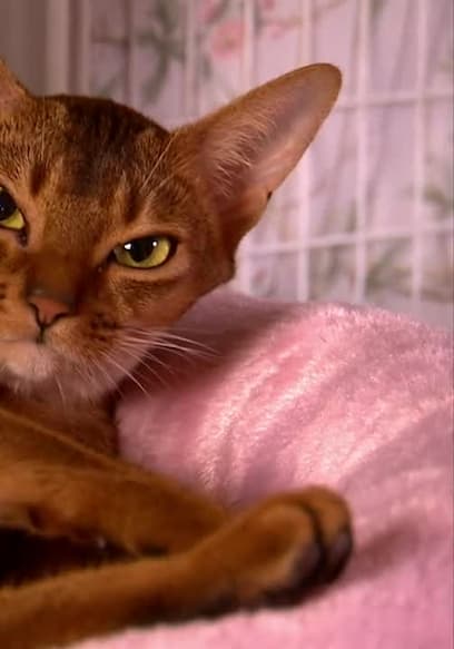 Affiche de S01:E01 - Too Cute! Kittens