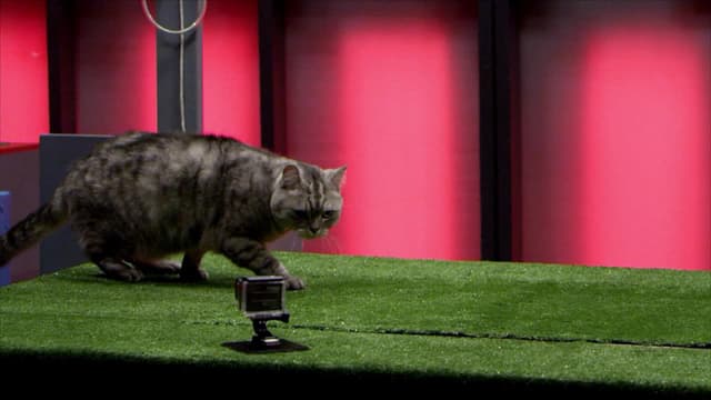 S01:E05 - Rhythmic Catnastics