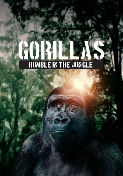 Gorillas: Rumble in the Jungle