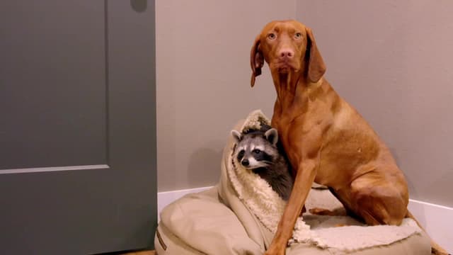 S01:E10 - Brothers in Snouts