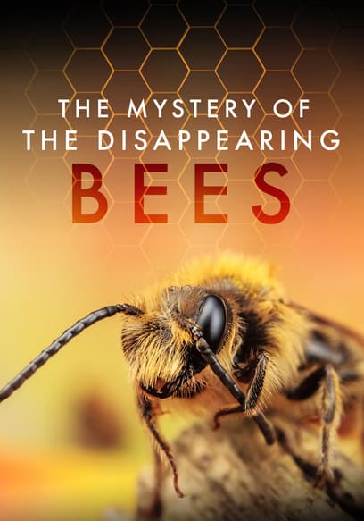 The Mystery of the Disappearing Bees