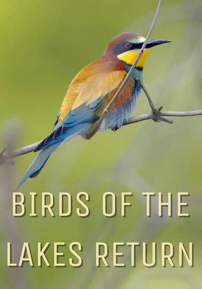 Birds of the Lakes Return