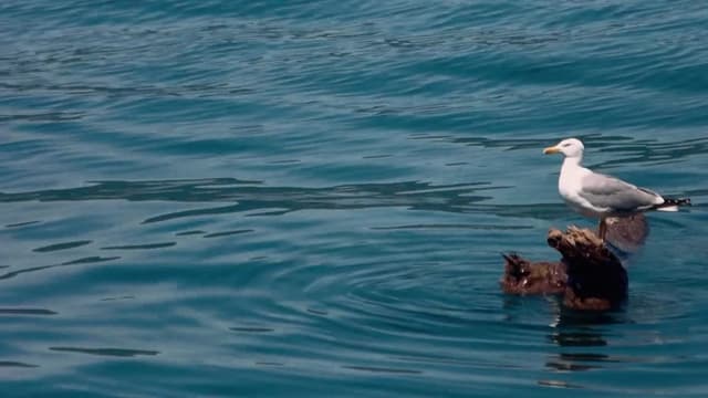 S01:E03 - The Great Barrier Reef