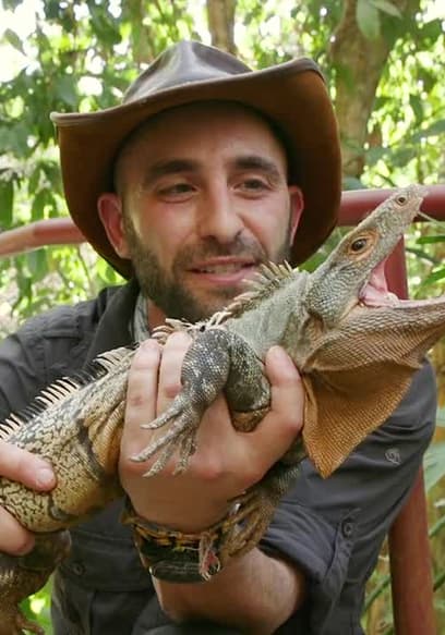 S01:E09 - Dino Reptiles poster