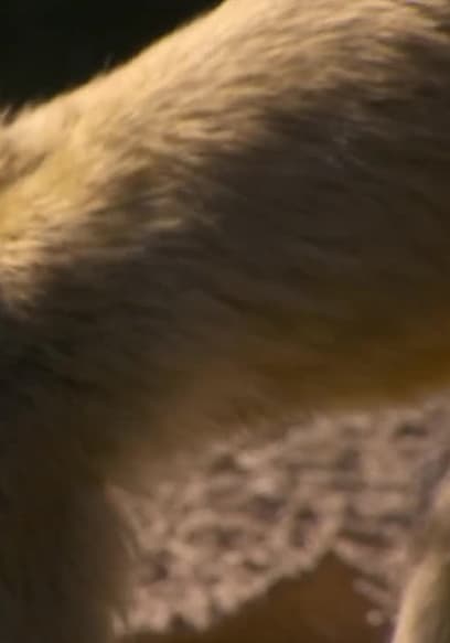 S03:E11 - A Barrel of Monkeys poster