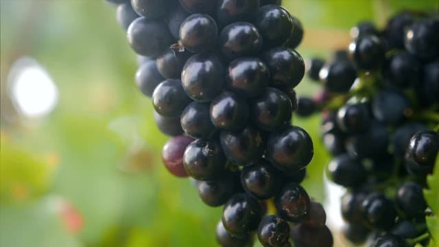 S01:E08 - Fruits of Our Labour