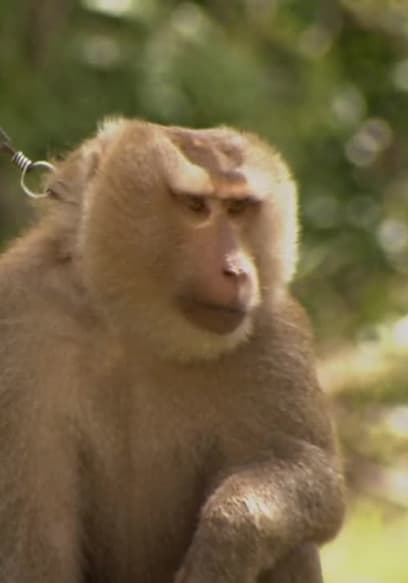 Affiche de S01:E07 - Nok Monkey School