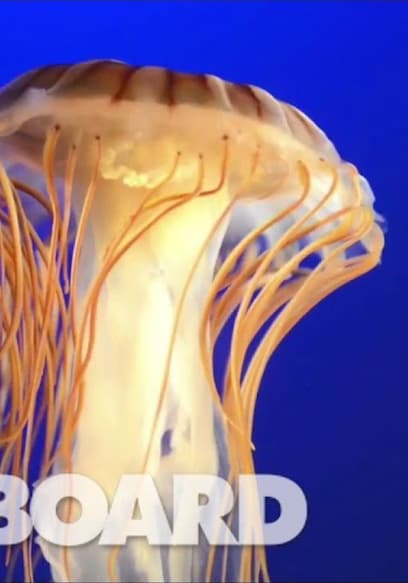S01:E10 - The Jellyfish That Holds a Key to Immortality & the Brain Freeze Challenge poster