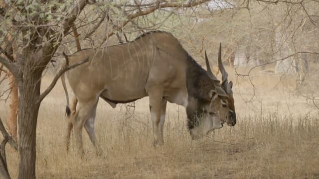 S11:E103 - Senegal, La Puerta De Africa