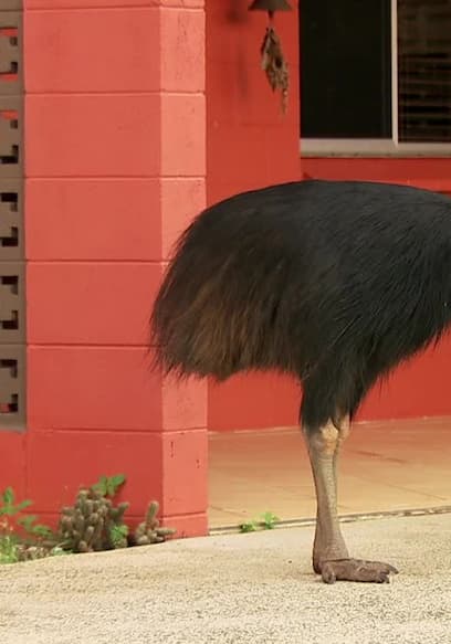 S01:E05 - Deadliest Bird poster