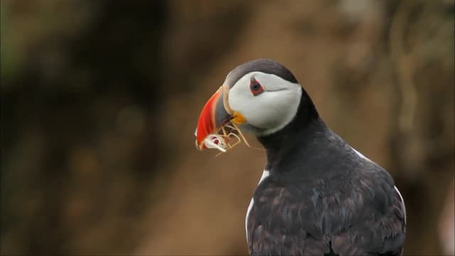 S01:E04 - Between Cliff-Top and Ocean (Bretagne)