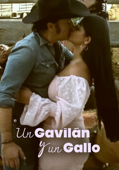 Un Gavilan Y Un Gallo