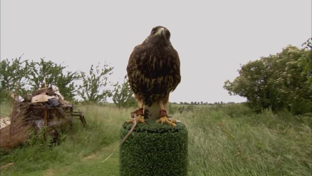 S01:E08 - Rufus the Hawk