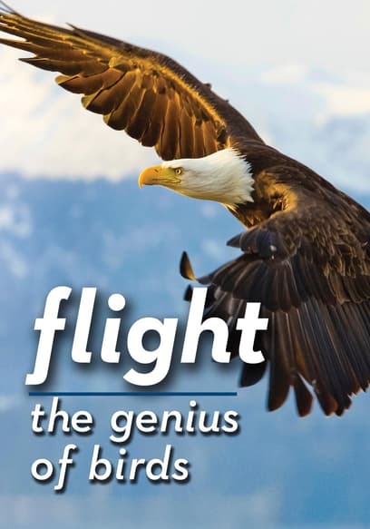 Flight: The Genius of Birds