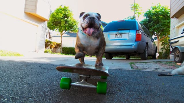 S01:E105 - Skateboarding Dog