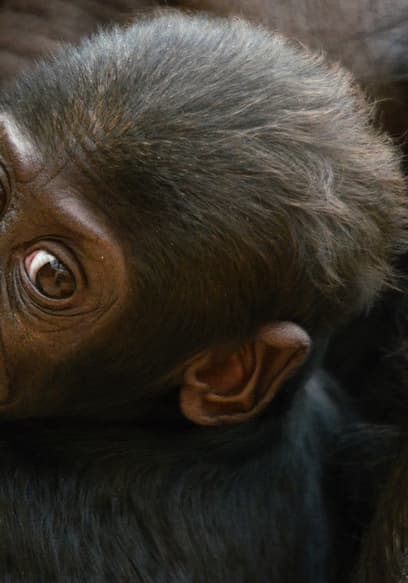 S03:E08 - More Baby Animals From Africa poster