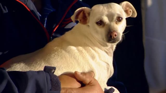 S05:E03 - A Brave Pit Bull