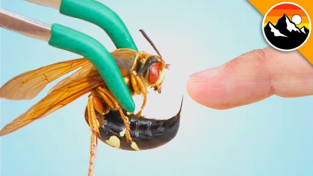 S01:E08 - Stung by a Cicada Killer!