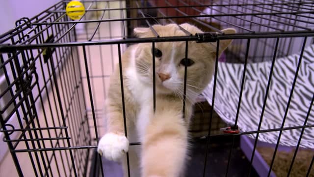 S01:E04 - Cat's Cradle