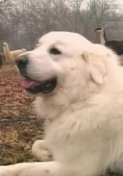 Watch Breed All About It S05:E12 - Great Pyrenees - Free TV Shows | Tubi