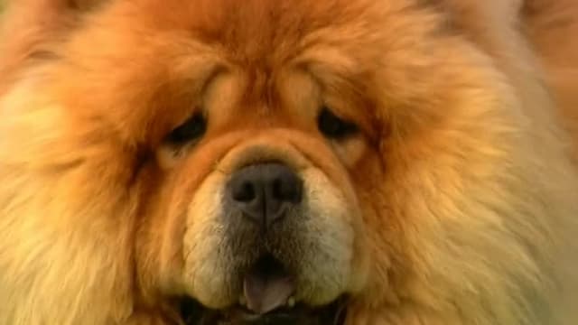 S06:E11 - Chow Chow