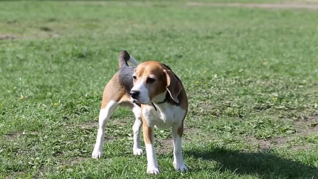 S01:E09 - Gratitud, lealtad e integridad