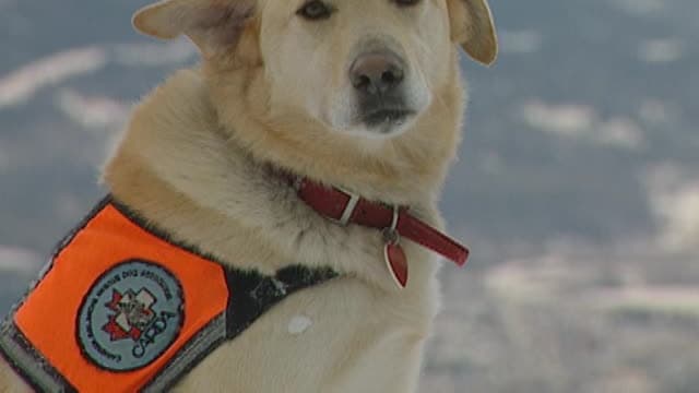 S01:E05 - Keno, Avalanche Dog