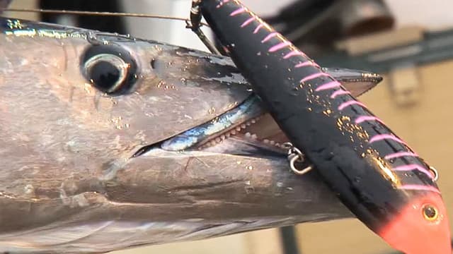 S02:E05 - Fishing Giants With Shimano in Baja