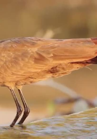 S01:E07 - Birds of the Bushveld poster