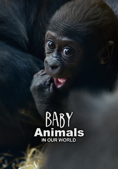 Baby Animals in Our World poster