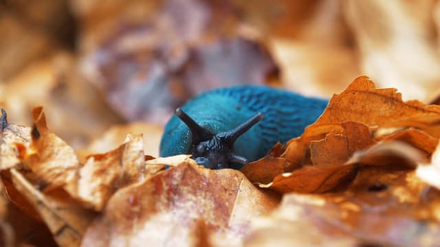 S01:E16 - Bizarre Creatures of Nature: From Armadillos to Skin-Hearing Reptiles Compilation