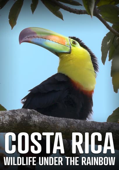 Costa Rica: Wildlife Under the Rainbow