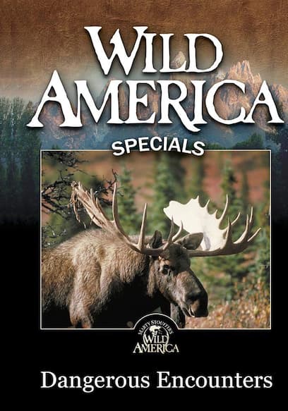 Wild America Specials: Dangerous Encounters