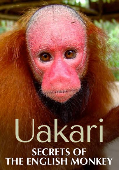 Uakari: Secrets of the English Monkey