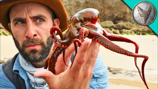 S01:E11 - Inky Wonders: Camoflauging Octopuses