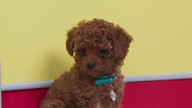 S02:E04 - Winkles Redecorates / Music to My Ears / A Tour for Aunt Chiffon