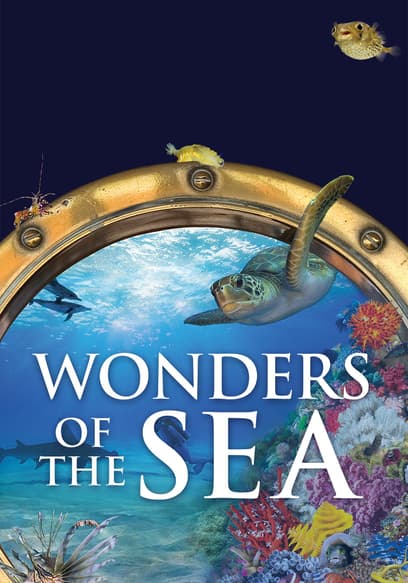 Wonders of the Sea